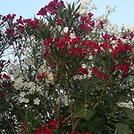Villacinisi *