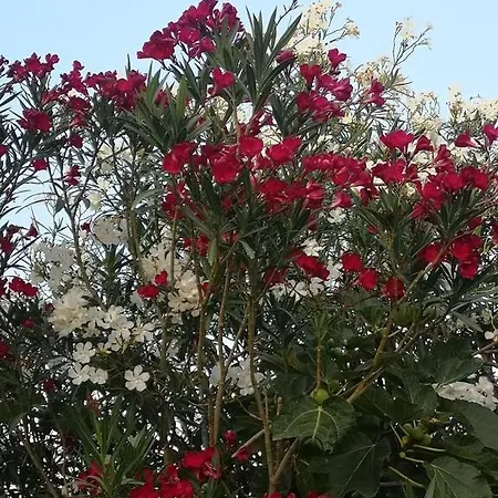 Villacinisi *